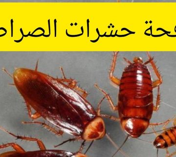 شركة مكافحة الصراصير الطائف