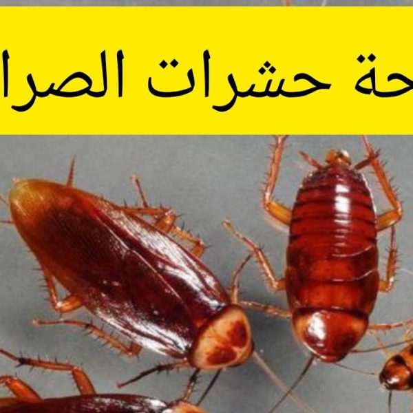 شركة مكافحة الصراصير الطائف