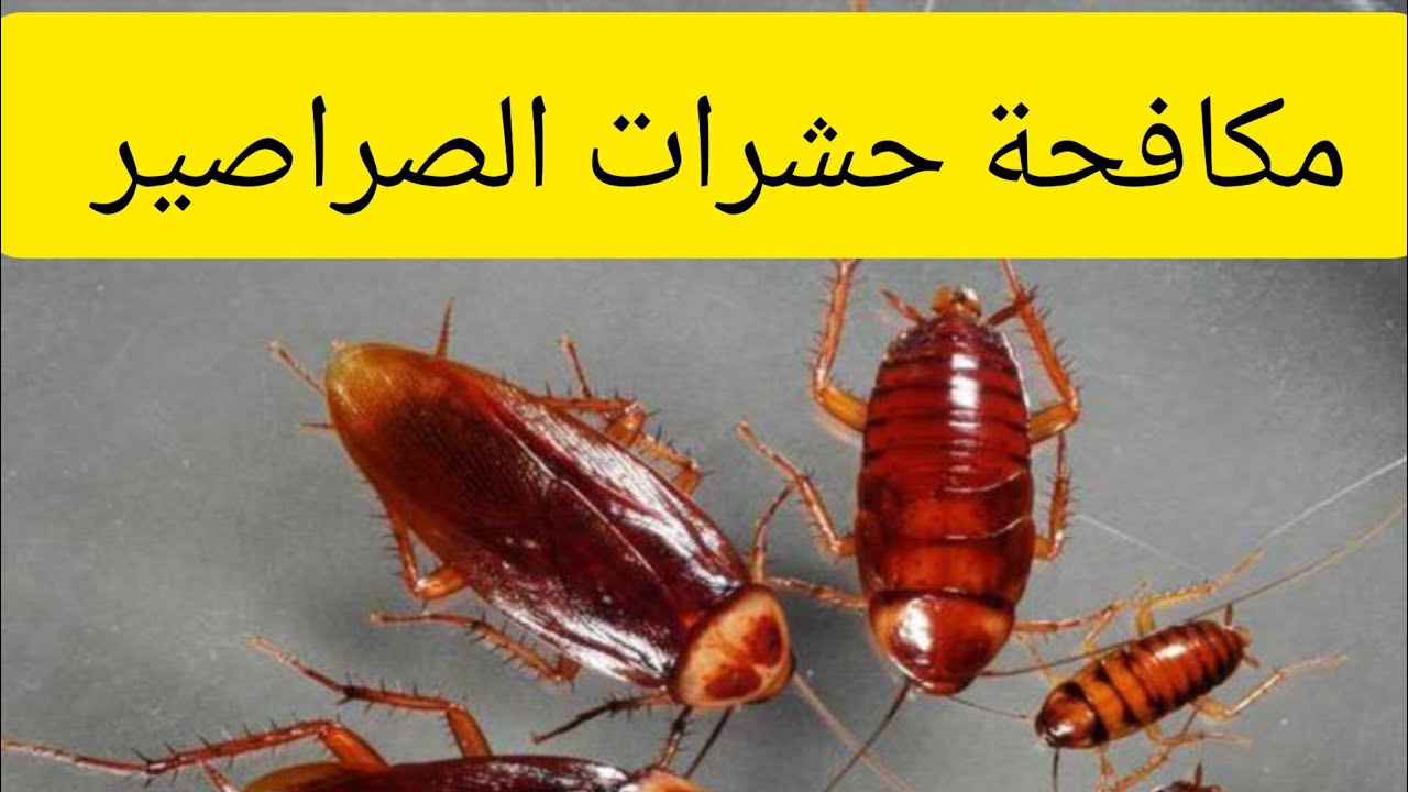 شركة مكافحة الصراصير الطائف